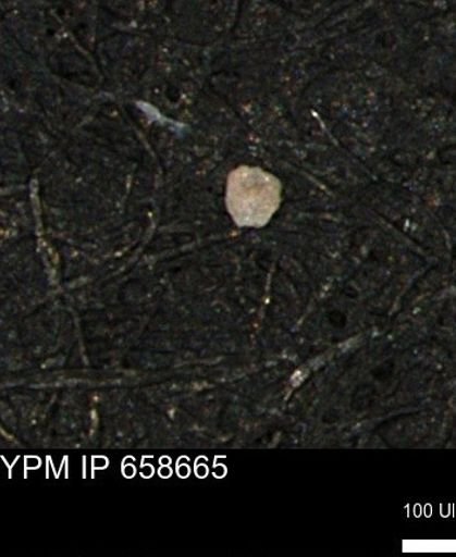 undet. Foraminiferida