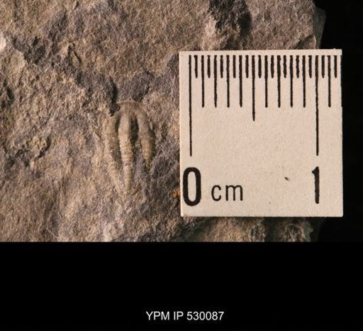 Elrathia kingi
