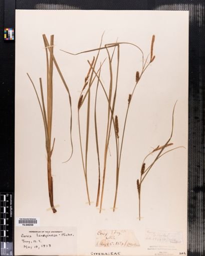 Carex lanuginosa