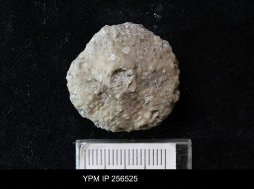 Megistocrinus sp.