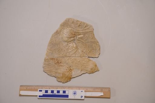 Uintacrinus socialis