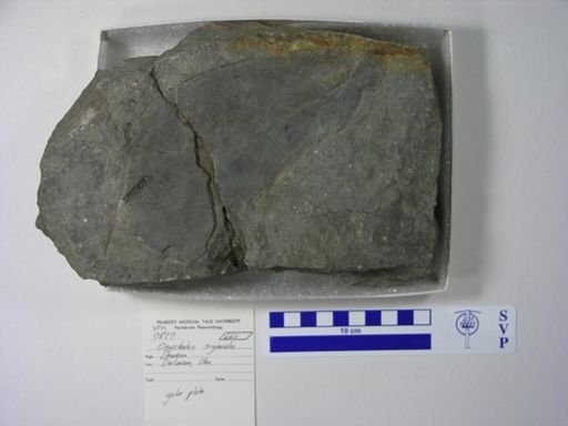 Onychodus sigmoides
