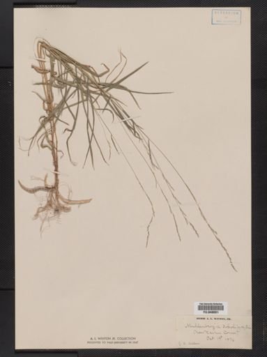 Muhlenbergia sobolifera
