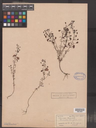 Agalinis tenuifolia