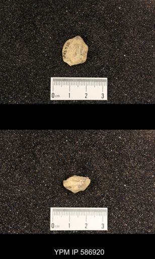 Rhynchotrema capax