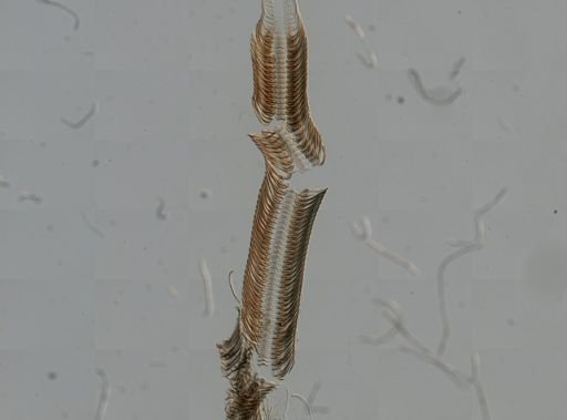 Elimia virginica