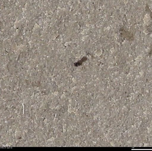 undet. Hymenoptera