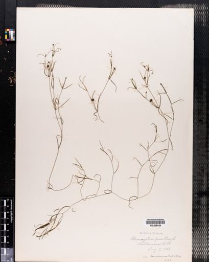 Plantae