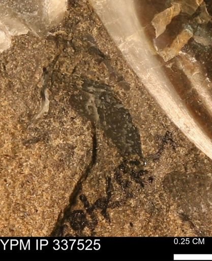 Mollusca