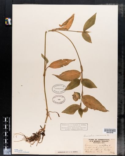 Commelina communis