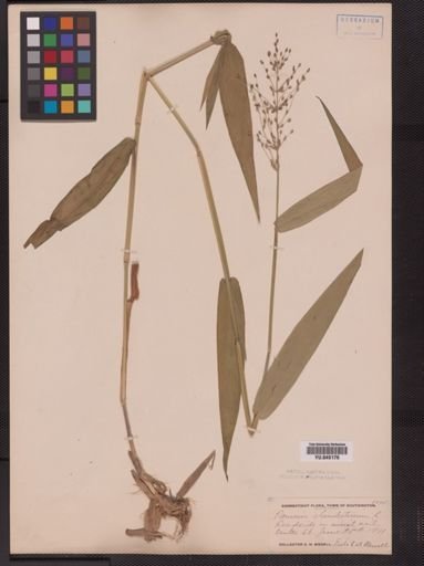 Panicum clandestinum