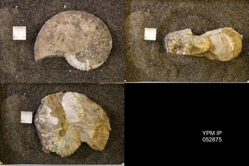 Discoscaphites gulosus