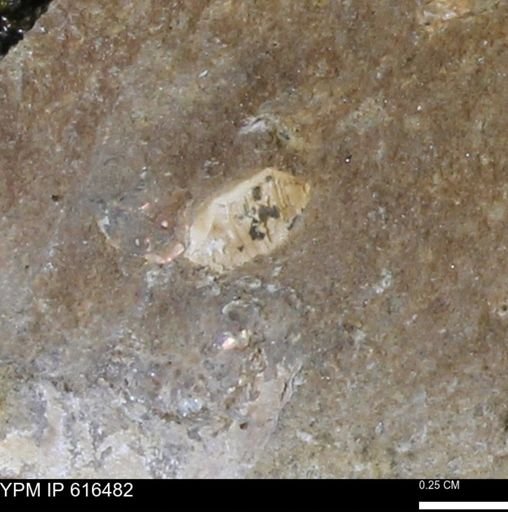 Protocardia subquadrata