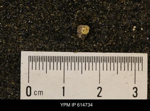 Euspira sp.