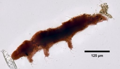 Dactylobiotus