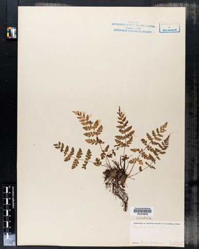 Woodsia obtusa