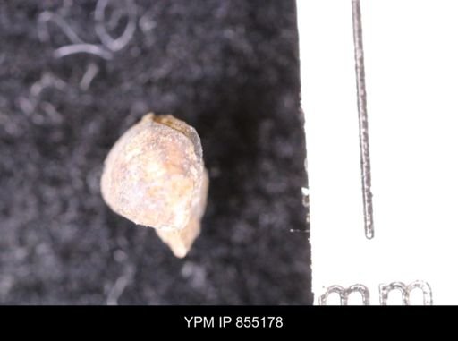 Protocardia subquadrata