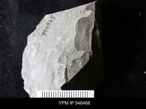 undet. Eurypterida