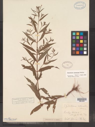 Epilobium coloratum