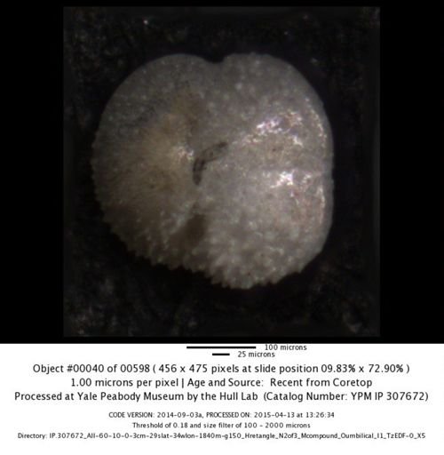 Globorotalia hirsuta