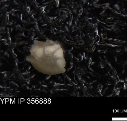 undet. Foraminiferida