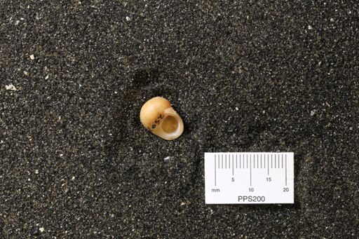 Littorina palliata