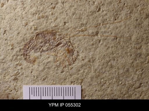 Eryma modestiformis