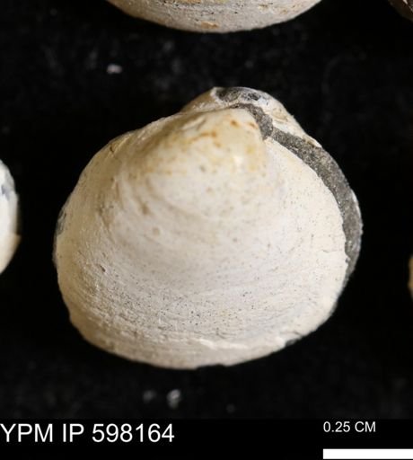 Limopsis striatopunctatus