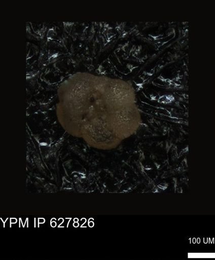 undet. Foraminiferida