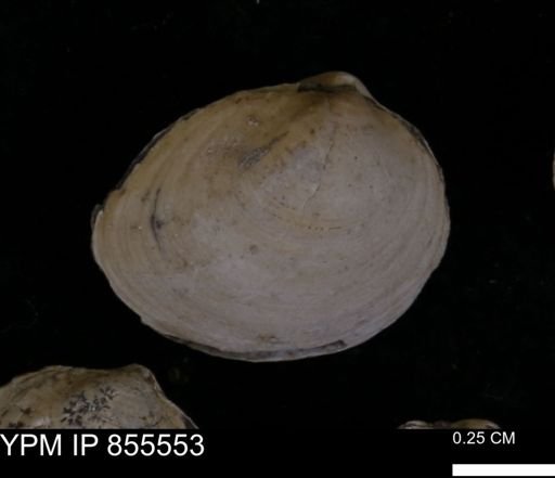 Limopsis striatopunctatus