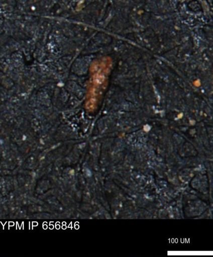 Verneuilinoides kansasensis