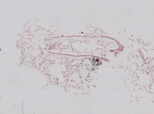 Haliclona canaliculata