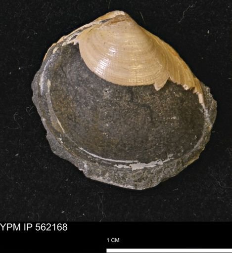 Limopsis striatopunctatus