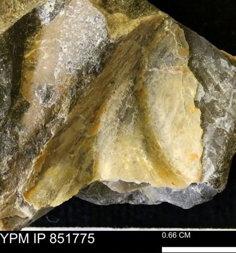 undet. Bivalvia