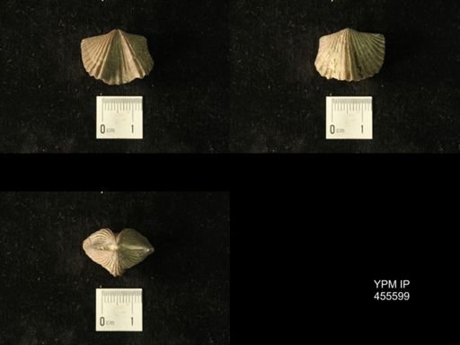 Platystrophia laticosta