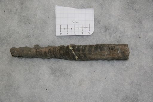 Vaginoceras piscator