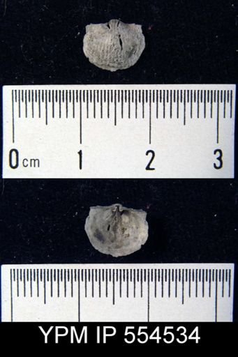 undet. Chonetoidea