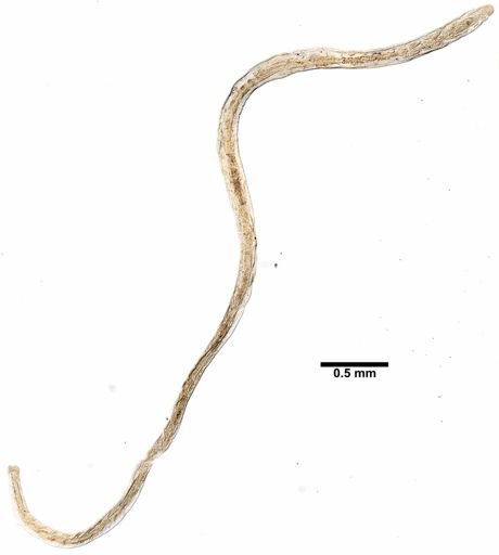Lumbricillus codensis