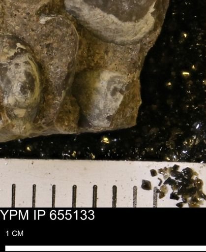 Protocardia