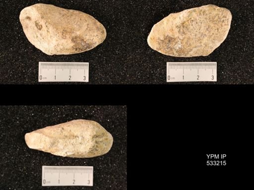 undet. Bivalvia