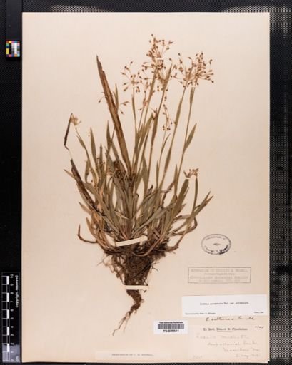 Luzula acuminata