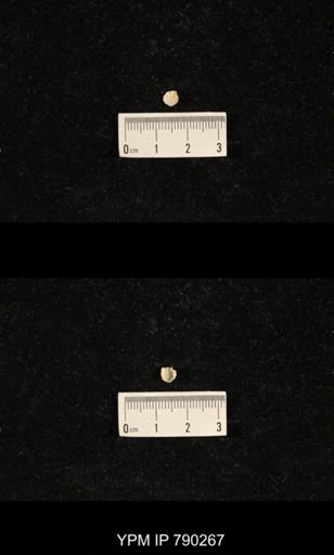 Hustedia huecoensis