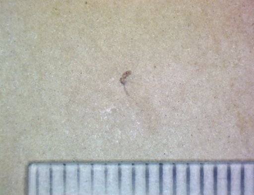 Diptera?