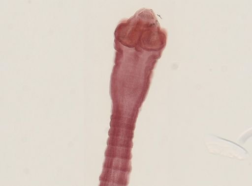 Dipylidium caninum
