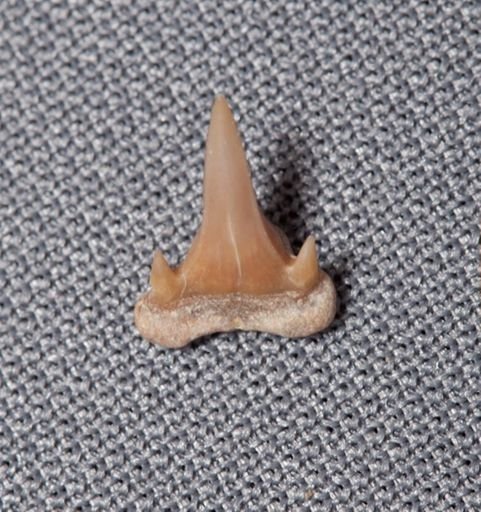 Abdounia sp.