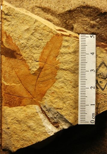 Platanus stenoloba