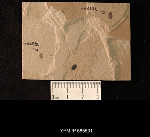 undet. Hemiptera