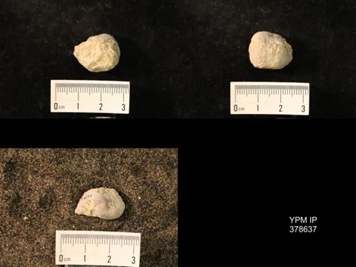 Marginifera wabashensis