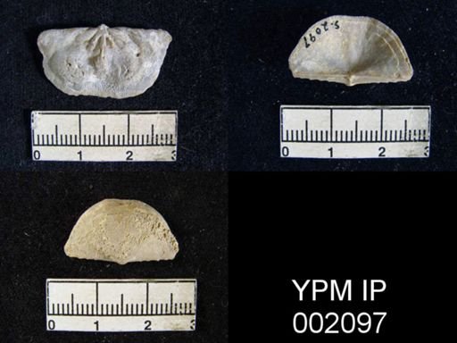 Chonetes granulifer