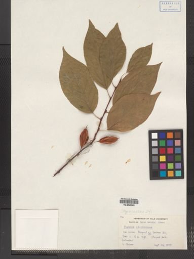 Plantae